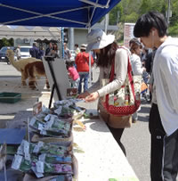 アルパカ&どんぐりストラップの販売